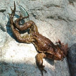 フライ名人とイワナの谷へ